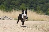 BULL TERRIER 060